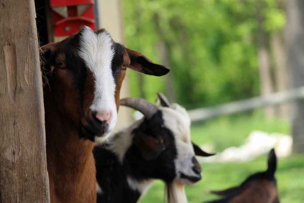 Lancaster County PA farm Bed and Breakfast