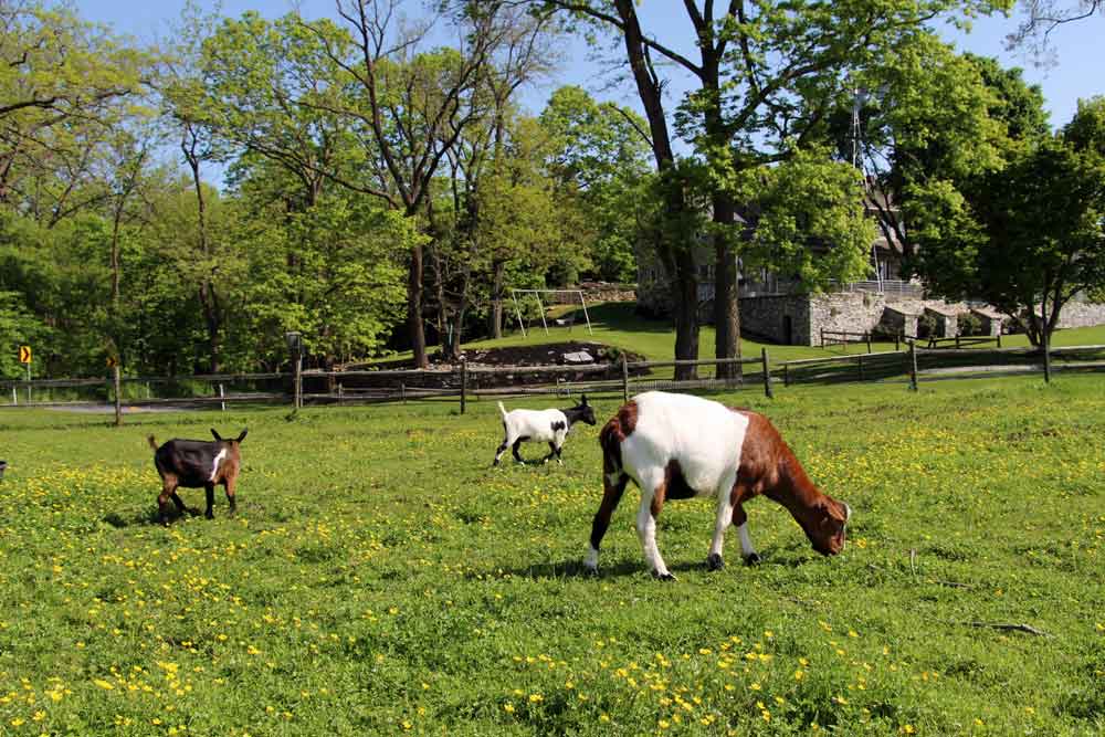 Lancaster PA farm bed and breakfast