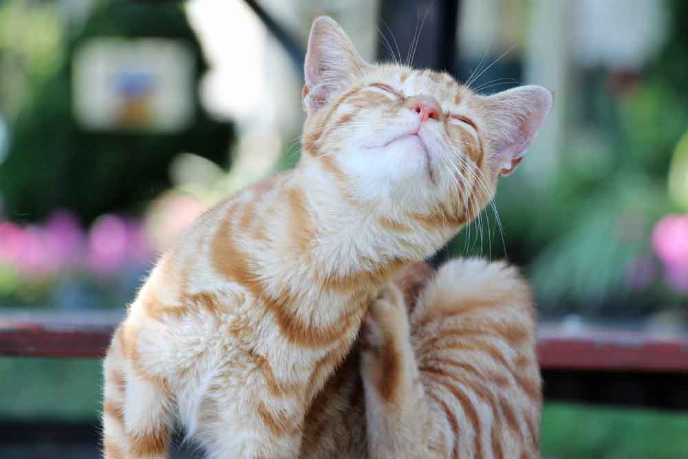 kittens at Rocky Acre Farm Bed & Breakfast