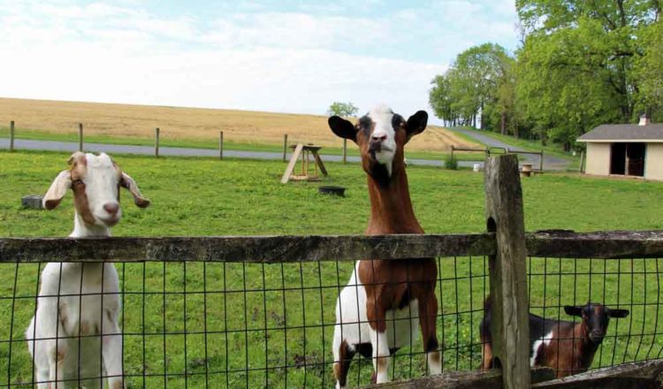 Lancaster County PA farm Bed and Breakfast