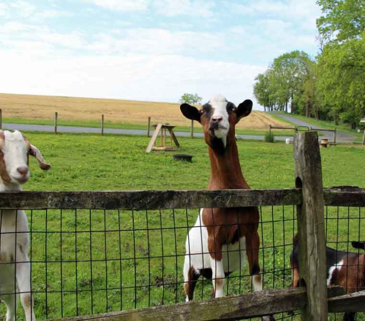 Lancaster County PA farm Bed and Breakfast