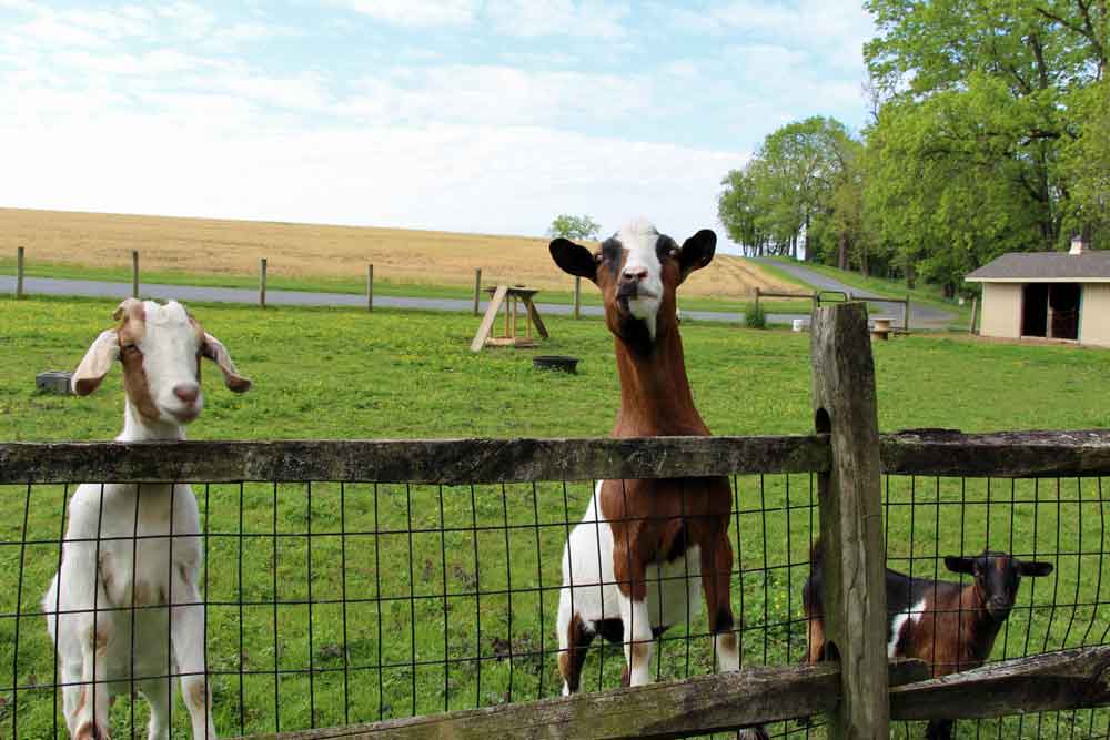 Lancaster County PA farm Bed and Breakfast