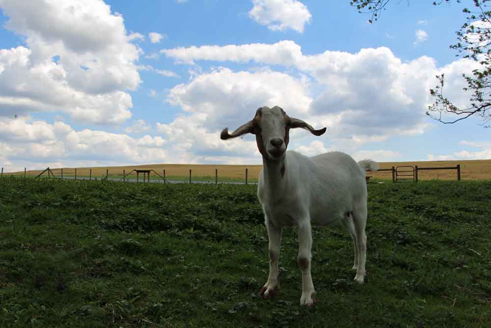 Lancaster County PA farm Bed and Breakfast