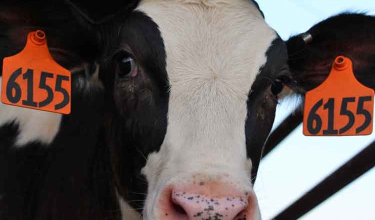 Lancaster PA Bed & Breakfast on a dairy farm