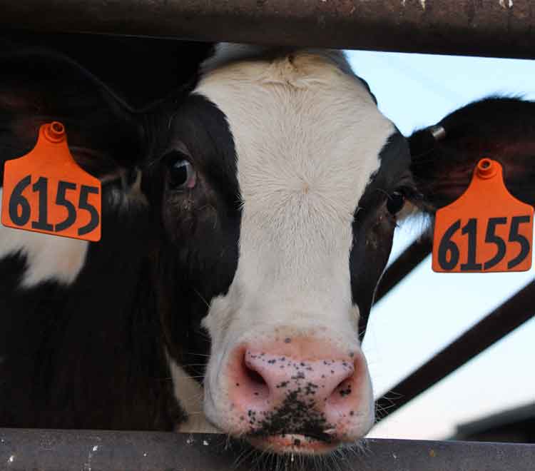 Lancaster PA Bed & Breakfast on a dairy farm