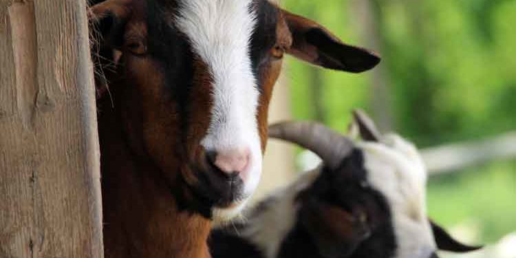 Contact Rocky Acres Farm Bed & Breakfast Lancaster PA